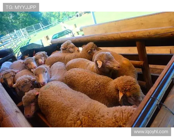 Herewego维拉租买路易斯